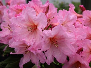 Rhododendron Azor